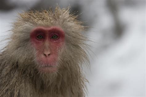 Snow monkey, Macaque monkey, Animals