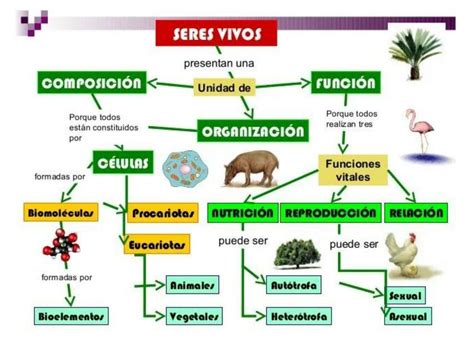 Mapa mental de las características de los seres vivos | uDocz