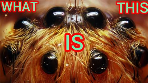 Discover the Top 10 Largest Spiders in the World | Fascinating Facts & Information - YouTube