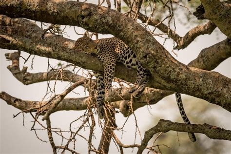 Premium Photo | Leopard sleeping on tree