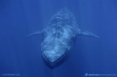 Blue Whale Free Diving in Timor. Swimming with blue whales.