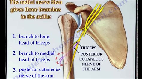 Shoulder Nerve Anatomy