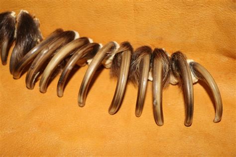 Grizzly Bear Claws – P&D International Furtraders