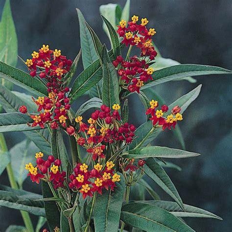 Butterfly Weed Seeds - Bloodflower Milkweed - Asclepias curassavica