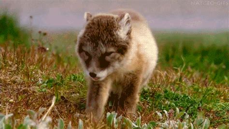 Cute Fox GIFs - Get the best GIF on GIPHY