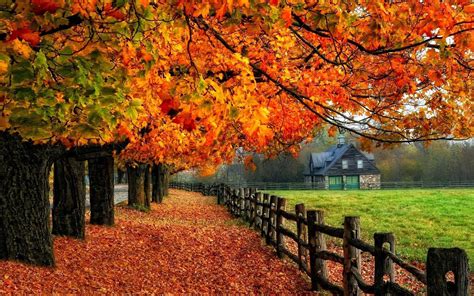 Fall Trees Wallpaper (70+ images)