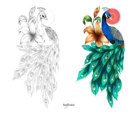 Tattoo Peacock Drawing Outline - Peacock Draw Outline Vector Images ...