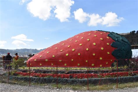 Strawberry Farm - Tourism Office Municipality of La Trinidad