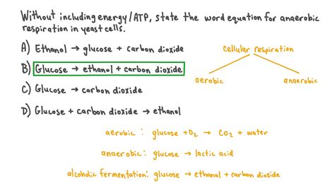 Anaerobic Respiration in Yeast Equation