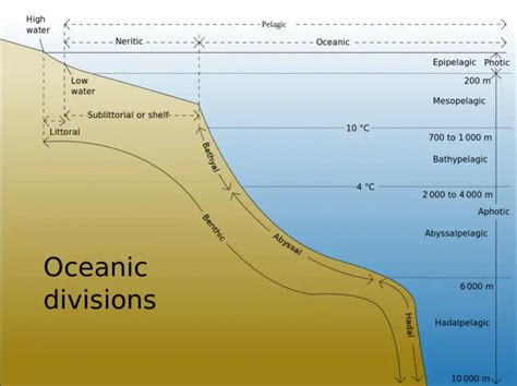 Hadal Zone Definition| Hadal Zone animals | Hadalpelagic Zone Depth – Home Deco