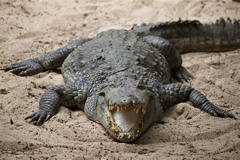 7 Crocodilian Species That Are Dangerous to Humans | Britannica