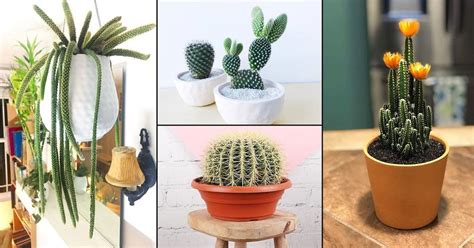 25 Best Indoor Cactus Plants for Home | Balcony Garden Web