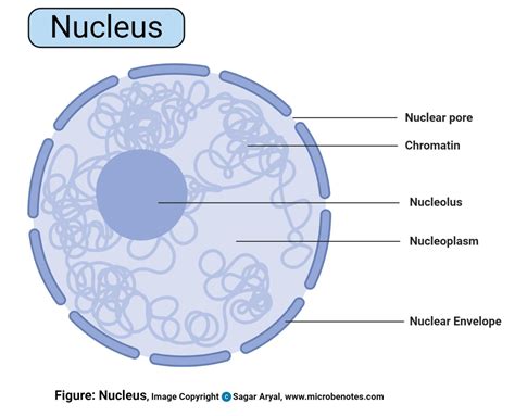 Nucleus: Definition, Structure, Parts, Functions, Diagram