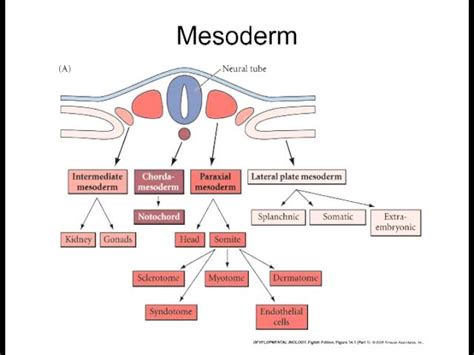 Lateral Plate Mesoderm