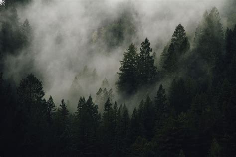 500+ Foggy Forest Pictures [Stunning!] | Download Free Images on Unsplash