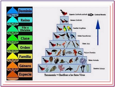 Clasificaci N De Los Seres Vivos Clasificacion De Seres Vivos | The Best Porn Website