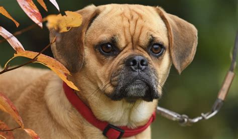 Puggle Dog Breed Information, Photos, History, Feeding and Care Advice