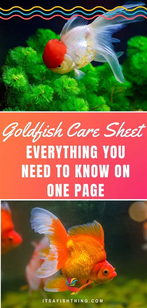 Goldfish Care Sheet: Everything You Need to Know on One Page in 2021 | Goldfish care, Goldfish ...