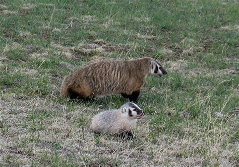 American Badger - Taxidea taxus | Wildlife Journal Junior