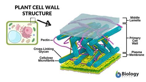 Cell wall Definition and Examples - Biology Online Dictionary