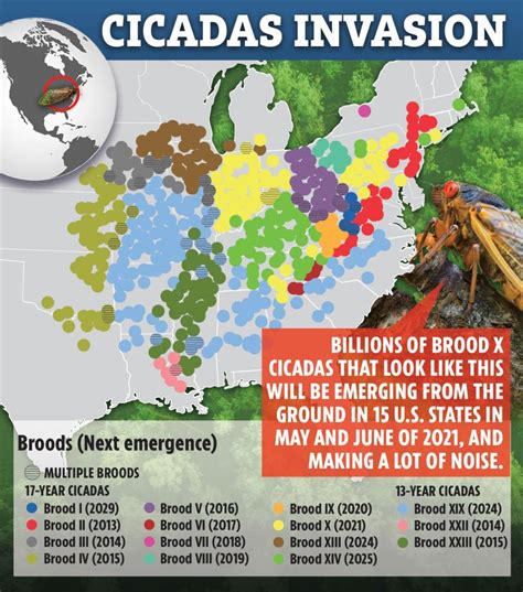 Cicadas 2021 map: Where are the Brood X insects now? | The US Sun