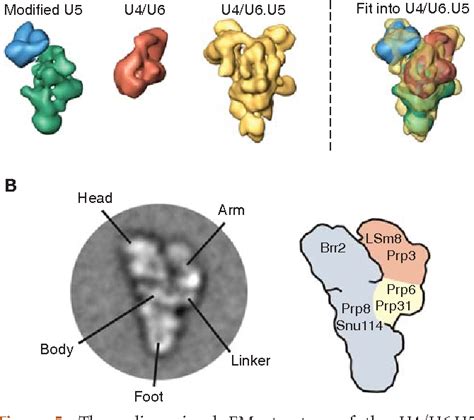 [PDF] Spliceosome structure and function. | Semantic Scholar