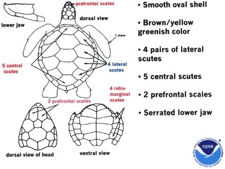 Green Sea Turtle - Katie's Marine Bio Page