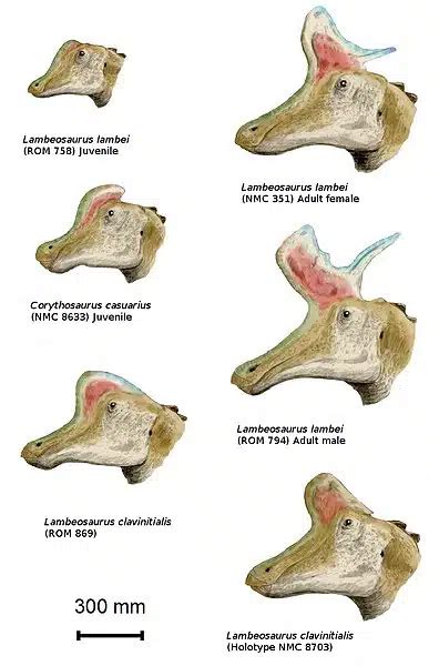 Lambeosaurus | The Crested Dinosaur of the Late Cretaceous