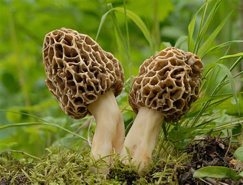 6 Spots to Hunt for Morel Mushrooms in West Michigan