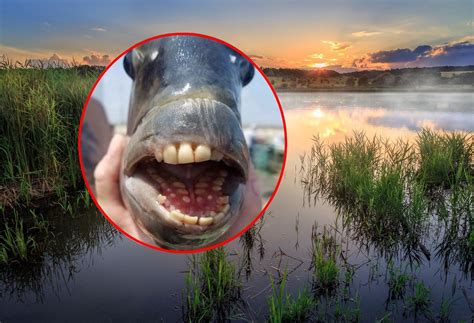 Angler caught a fish with "human teeth". It kept something in its mouth