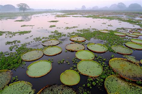 - Wetland Ramsar Convention