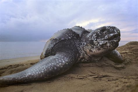 World Turtle Day: The leatherback turtle's mouth is terrifying | Metro News