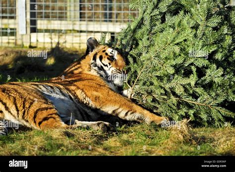 Noah's Ark Zoo Farm Stock Photo - Alamy