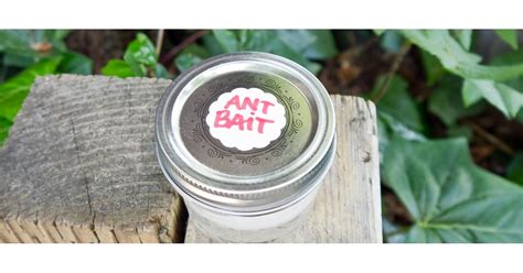 DIY Ant Bait | POPSUGAR Smart Living