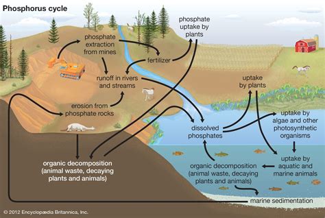 Eutrophication | Definition, Types, Causes, & Effects | Britannica