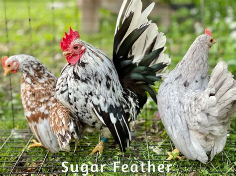 Serama Chicken ; Sugar Feather Farm