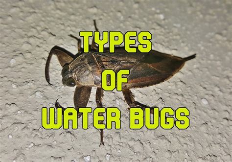 Water Insects Identification