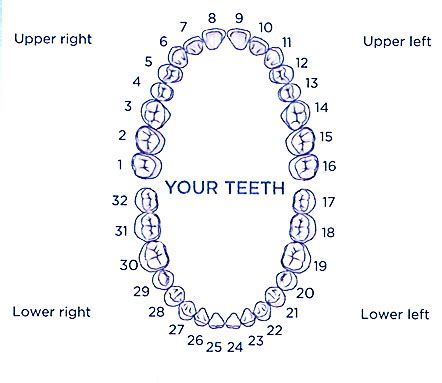 Tooth numbers and illustrations | Pi Dental Center