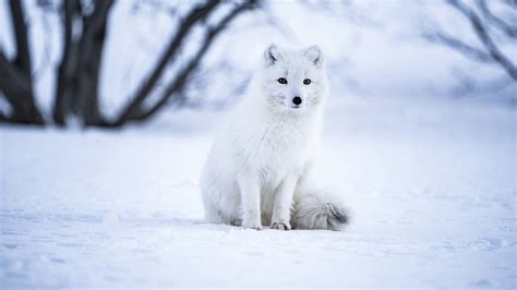 Arctic Fox Is Sitting On Snow HD Animals Wallpapers | HD Wallpapers ...