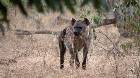 Hyena and Wilddogs in one day - a long way