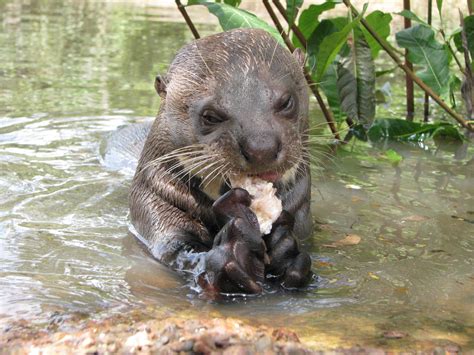 コンプリート！ amazon river otter size comparison 144336-How big are amazon river otters - Blogpictjpmwgu