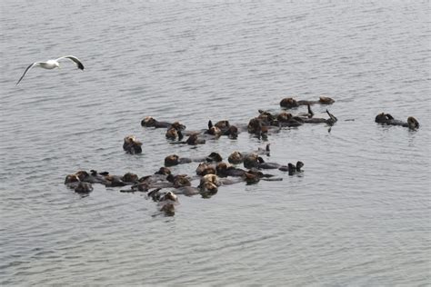 Nature Watch: California Sea Otter Savvy | OIC Moments