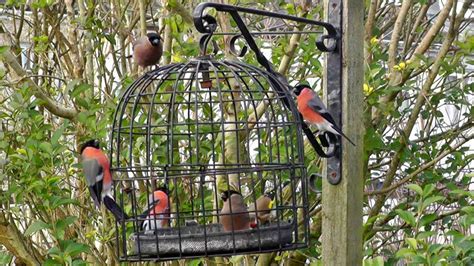 Hanging Bird Feeders Squirrel Proof