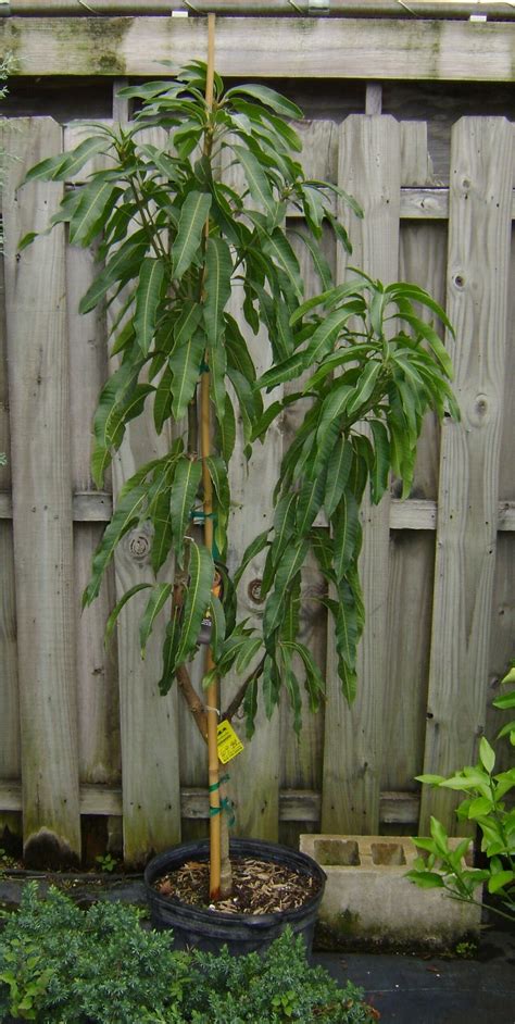 Buy Haden Mango Trees, For Sale in Orlando, Kissimmee