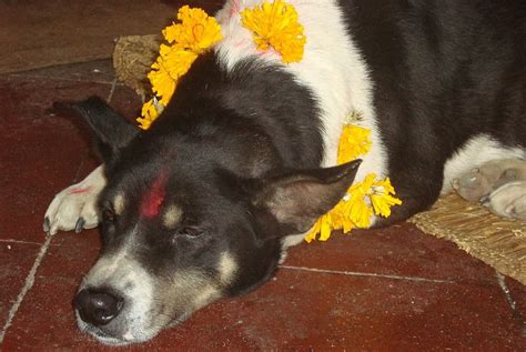 Dog Festival of Nepal: Celebrate the Friendship and Loyalty of the humble animal - Trekking in Nepal