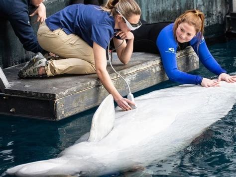 Georgia Aquarium Is Expecting Nearly 200-Pound Baby Beluga Whale | Atlanta, GA Patch