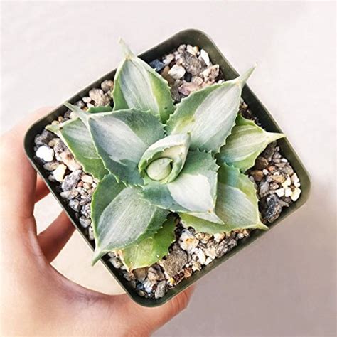 Growing Agave In Pots: 5 Best Indoor Varieties For Beginners