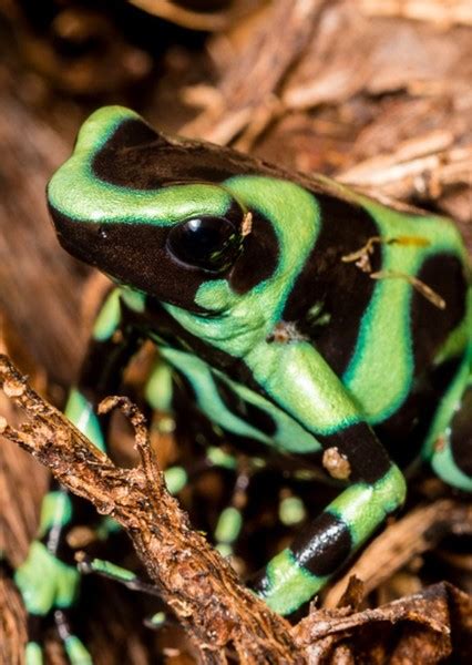 Green and Black Poison Dart Frog on myCast - Fan Casting Your Favorite Stories