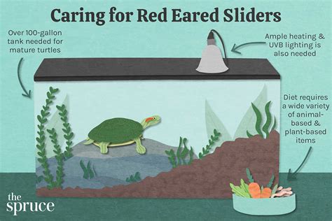 A Guide to Caring for Pet Red-Eared Sliders