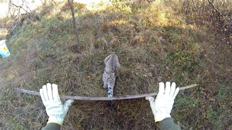 Bobcat Released from Trap Unharmed [VIDEO] — The Hunting page